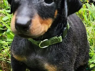 Doberman Pinscher dogs Doberman Pinscher Male 5 - Ad 11