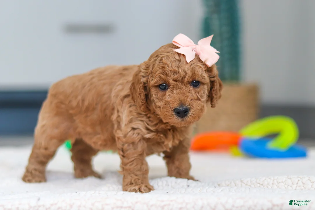 Mini Goldendoodle dogs for sale: Missy - Ad 2