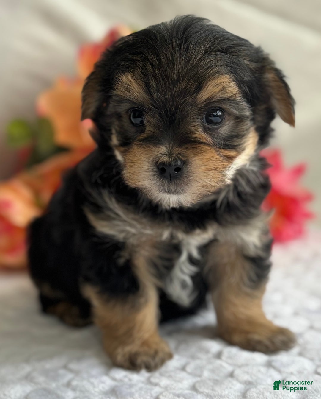 Morkie dogs for sale: Nicky - Ad 8