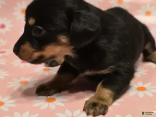 Miniature Dachshund dogs Coco - Ad 34