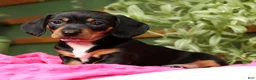 Miniature Dachshund dogs for sale: Sara - Ad 4
