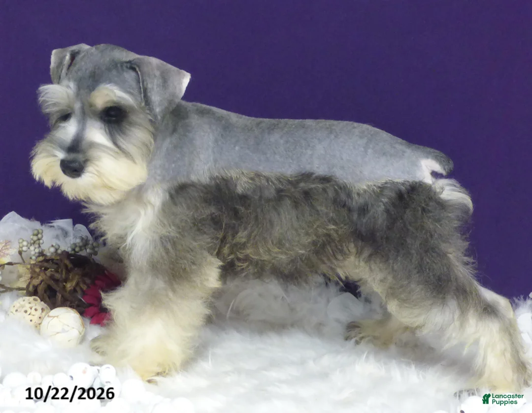 Miniature Schnauzer dogs for sale: Lady - Ad 6