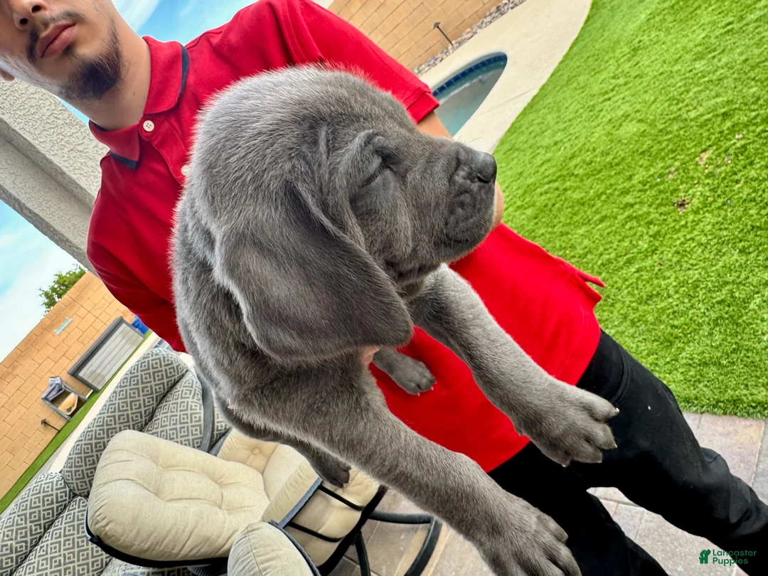Mixed Breed dogs for sale: Mixed Breed Puppy 10 (dark blue) - Ad 2