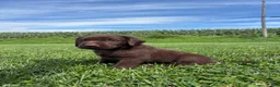 Labrador Retriever dogs for sale: Max - Ad 5