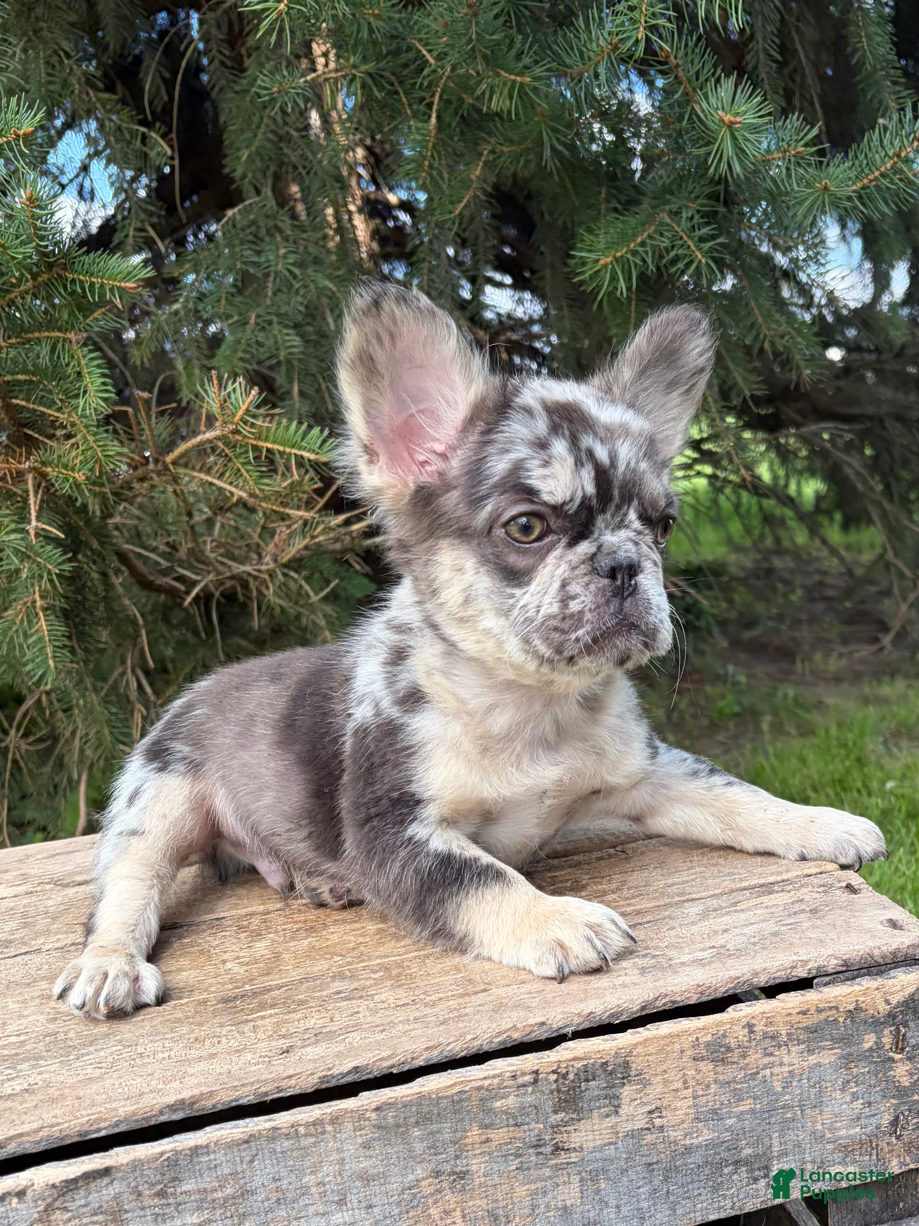 French Bulldog dogs Kingston - Ad 1