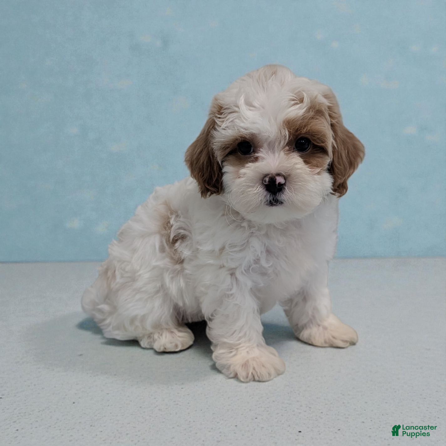 Shihpoo dogs Skippy - Ad 25