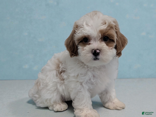 Shihpoo dogs Skippy - Ad 24
