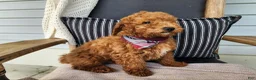 Mini Bernedoodle dogs for sale: Blake - Ad 5