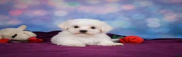 Maltese dogs for sale: Peanut - Ad 3