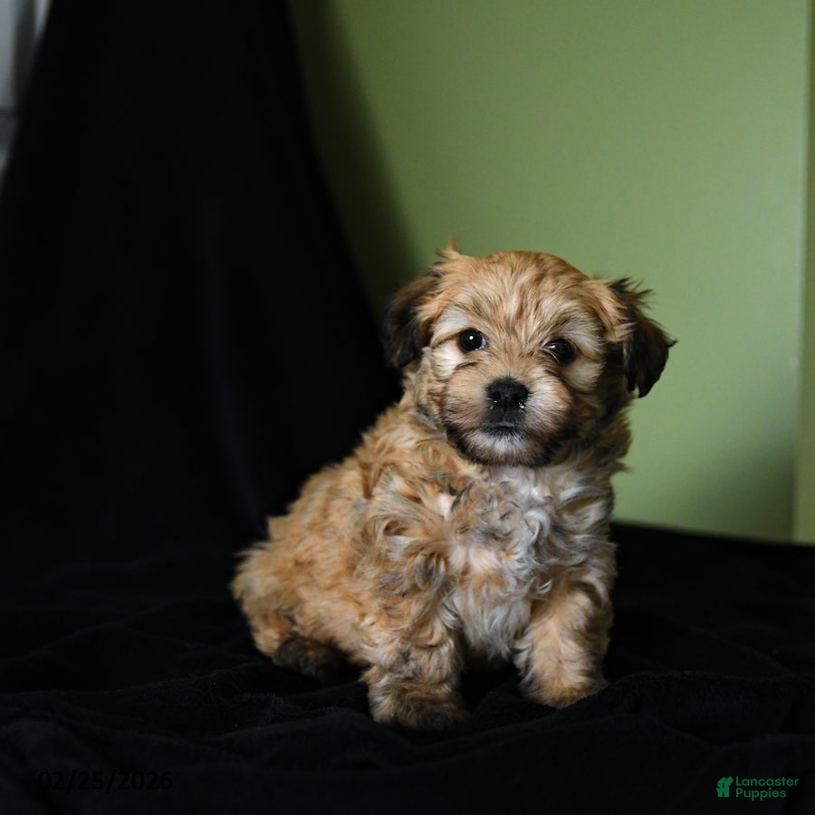Havanese dogs Zane - Ad 1