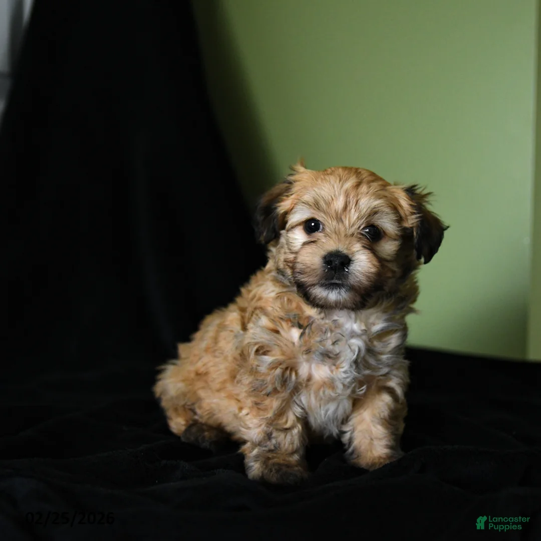Havanese dogs for sale: Zane - Ad 1