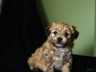 Havanese dogs for sale: Zane - Ad 4