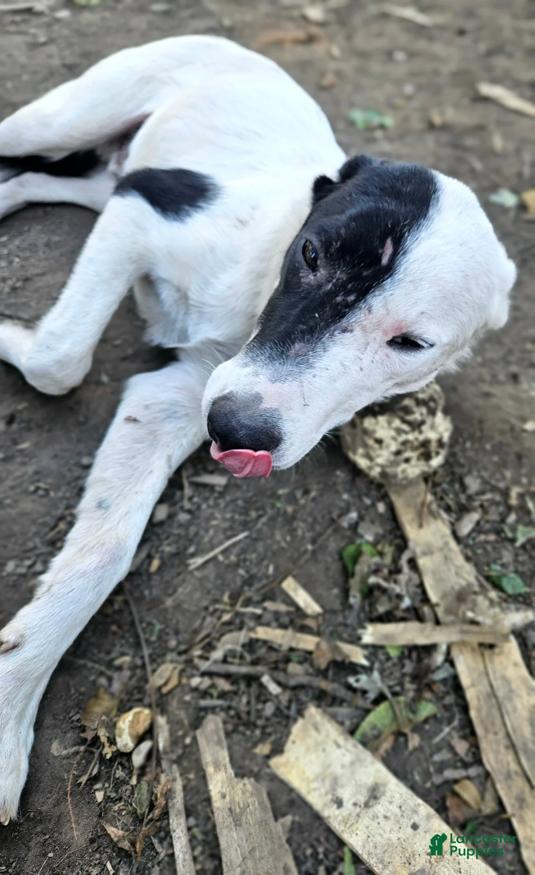 Border Collie dogs for sale: Hondo - Ad 2