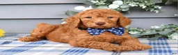 Standard Poodle dogs for sale: Richie  - Ad 8