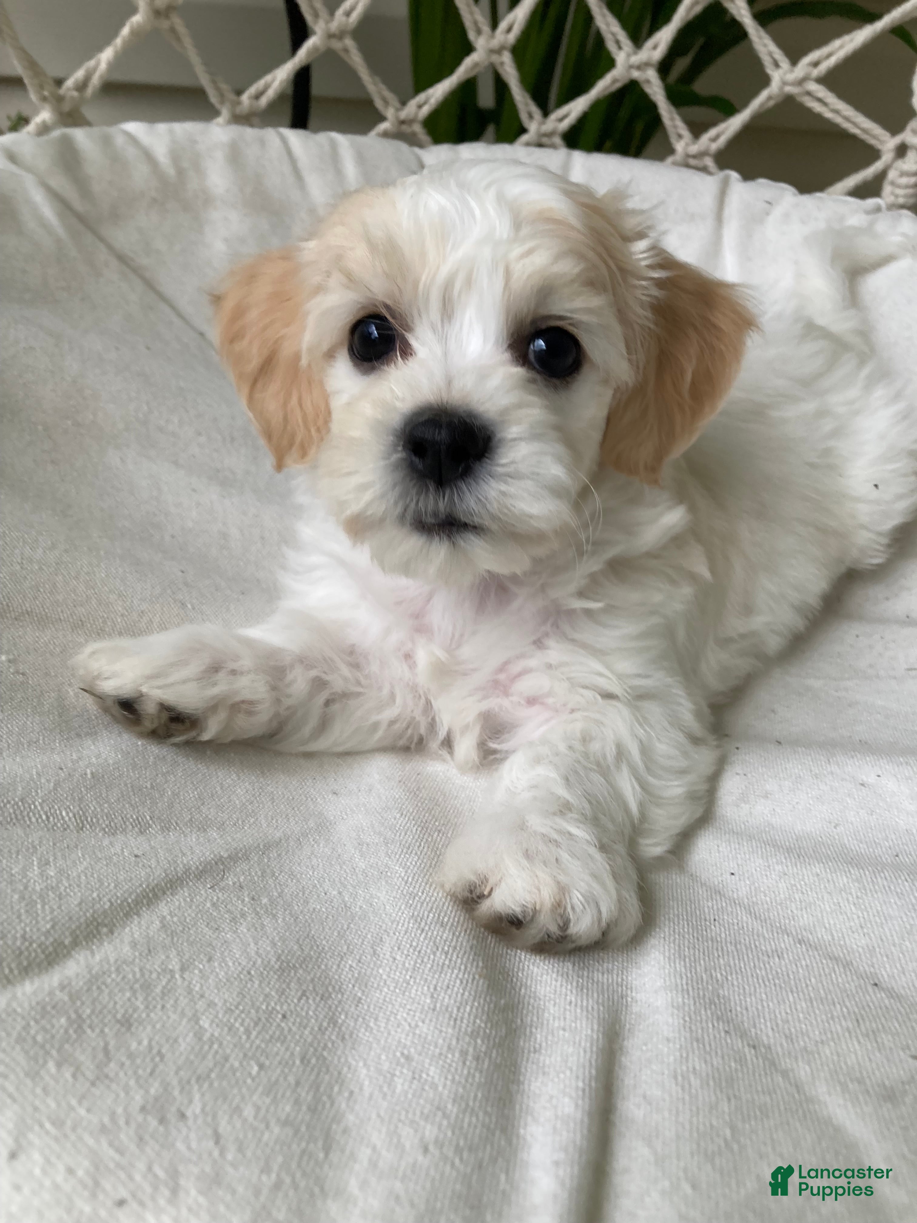 Mixed Breed dogs Willow - Ad 2
