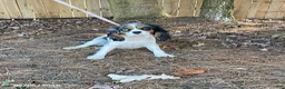 Cavalier King Charles Spaniel dogs for sale: Calihan - Ad 4