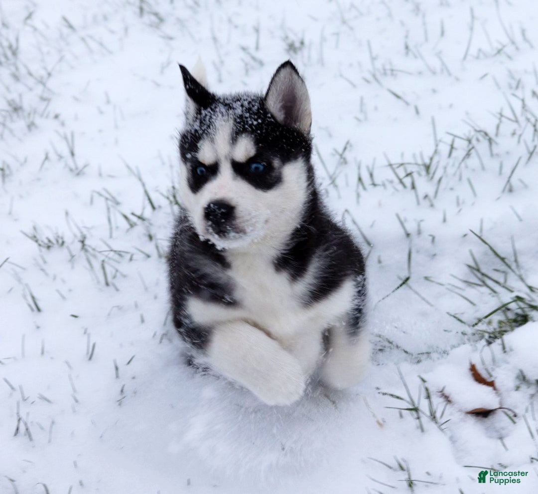 Siberian Husky dogs for sale: Chrissy - Ad 5