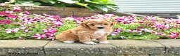 Toy Poodle dogs for sale: Kehlani - Ad 3