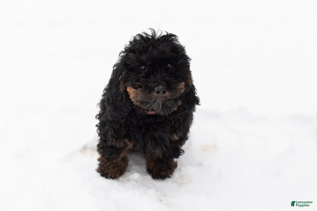 Mixed Breed dogs for sale: Connor - Ad 3