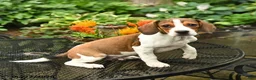 Mixed Breed dogs for sale: Jax - Ad 4