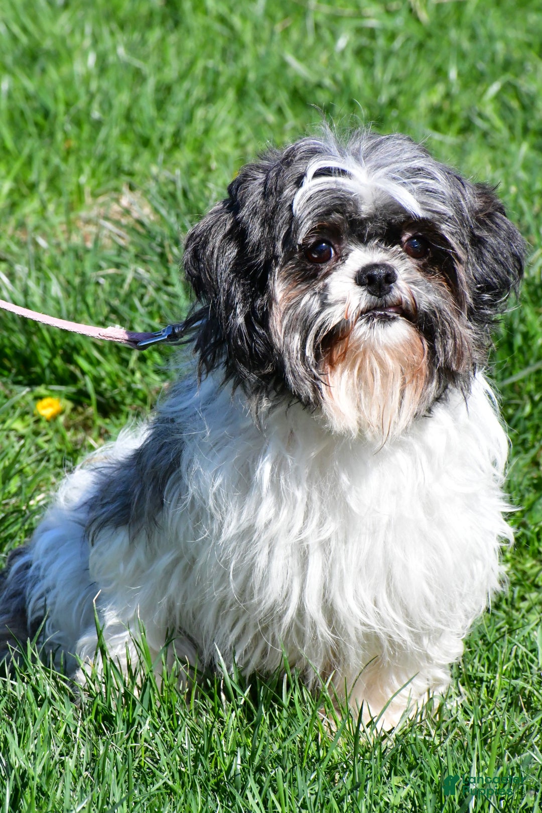 Shihpoo dogs for sale: Jordan - Ad 9