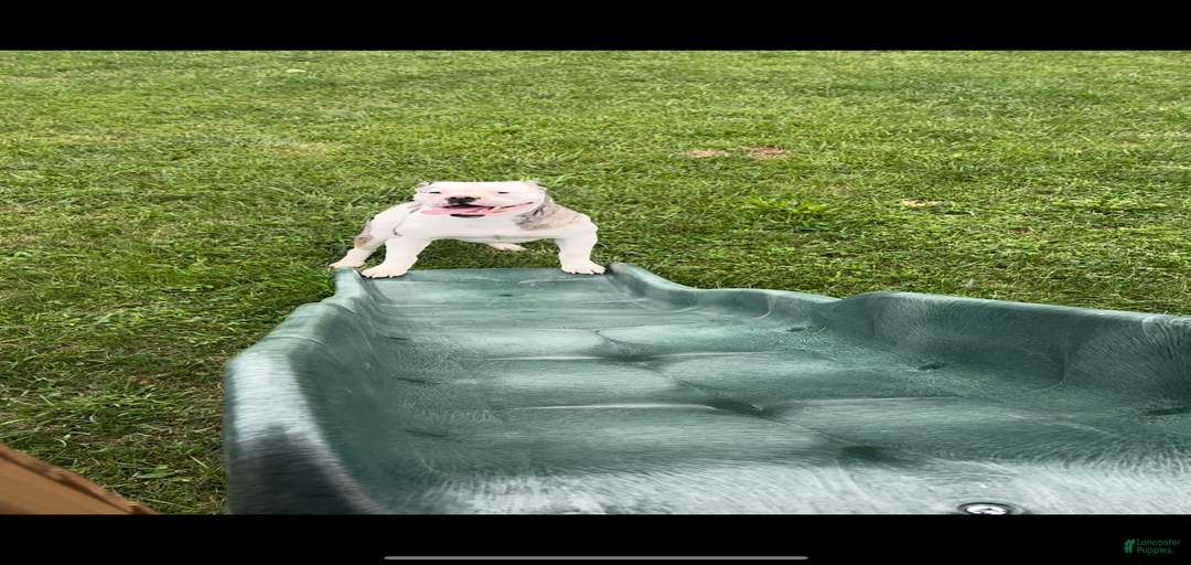 Gallery Image {{count}}