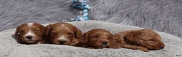 Mini Goldendoodle dogs for sale: Manny 💙 GenClearParents - Ad 12