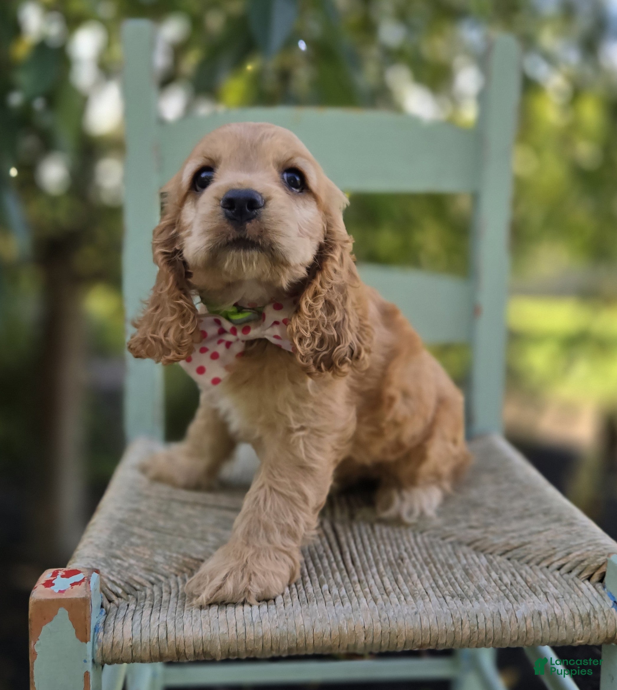 Cocker Spaniel dogs Kimberly - Ad 2