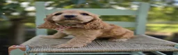 Cocker Spaniel dogs for sale: Kimberly - Ad 2