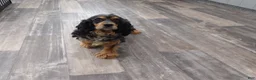 Cocker Spaniel dogs for sale: Rita - Ad 4