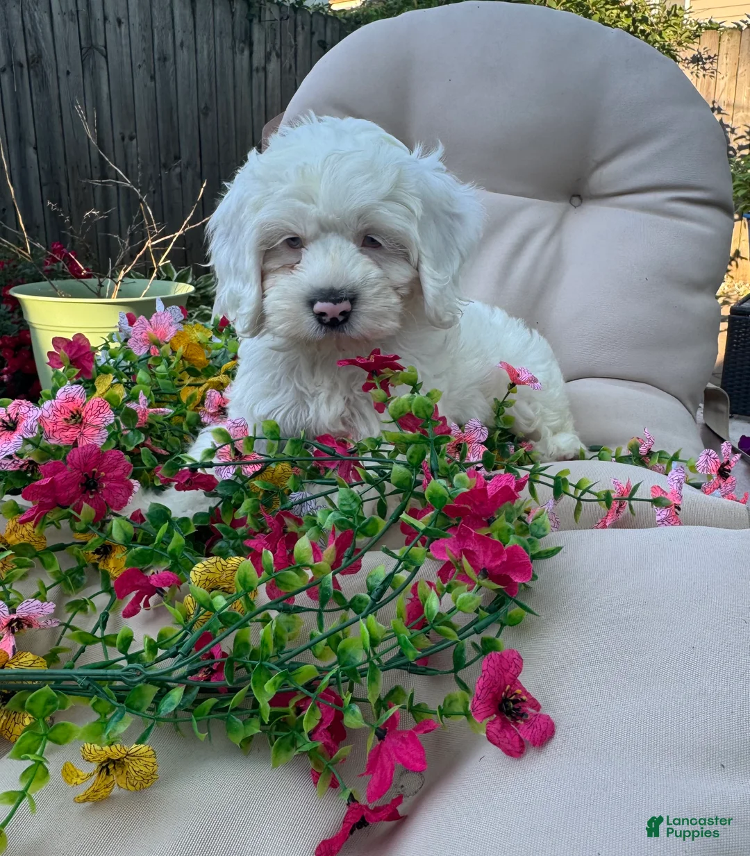 Cockapoo dogs for sale: Ellie - Ad 2