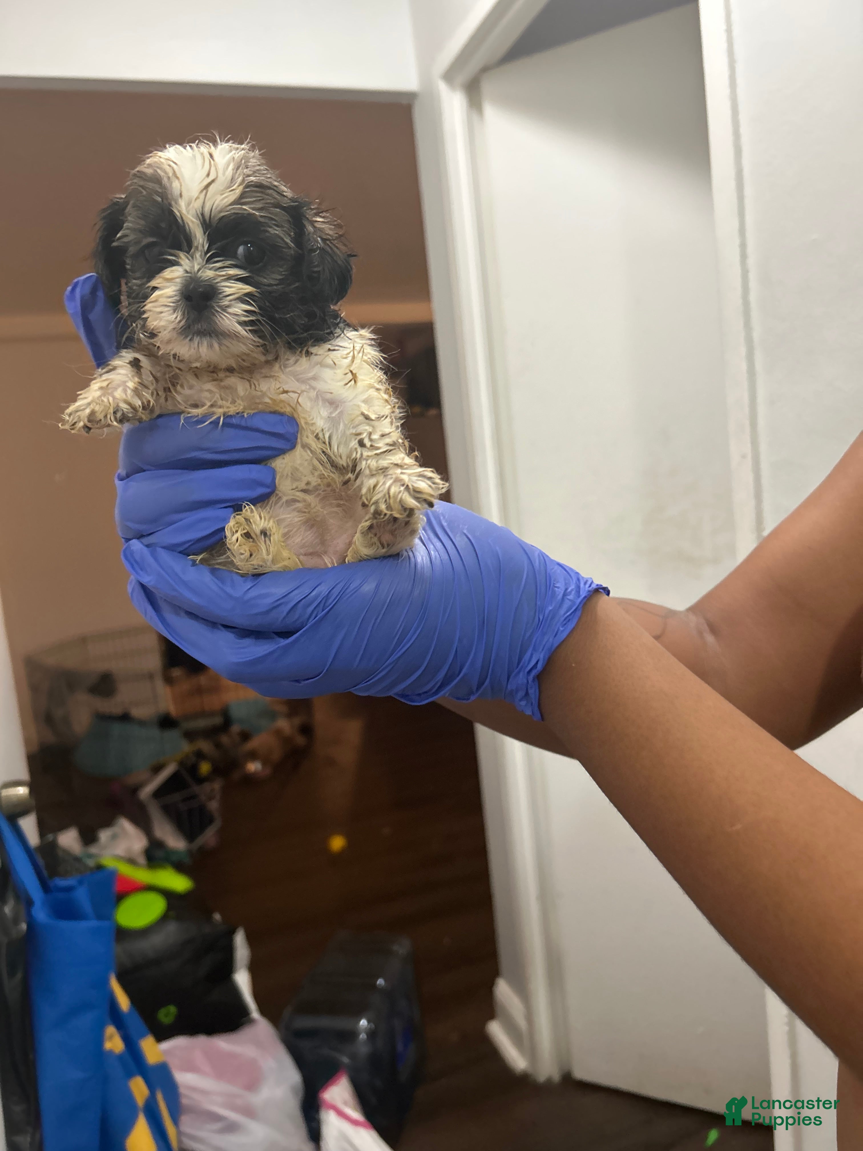 Malshi dogs Malshi Puppy 3 - Ad 10