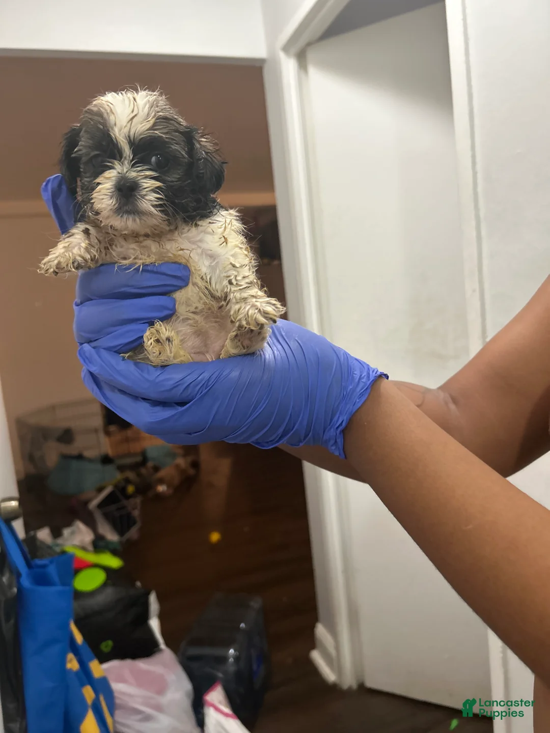 Malshi dogs for sale: Malshi Puppy 3 - Ad 1