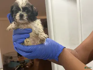 Malshi dogs Malshi Puppy 3 - Ad 10