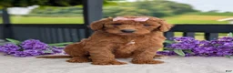 Goldendoodle dogs for sale: Miss Emmie - Ad 16