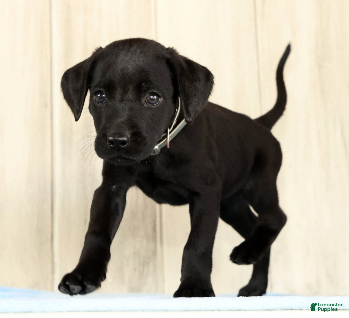 Labrador Retriever dogs Brady - Ad 2