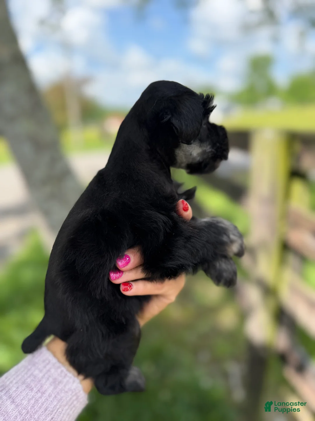 Miniature Schnauzer dogs for sale: Sarah  - Ad 4