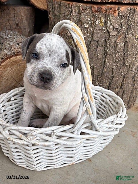 Mixed Breed dogs Stella - Ad 2