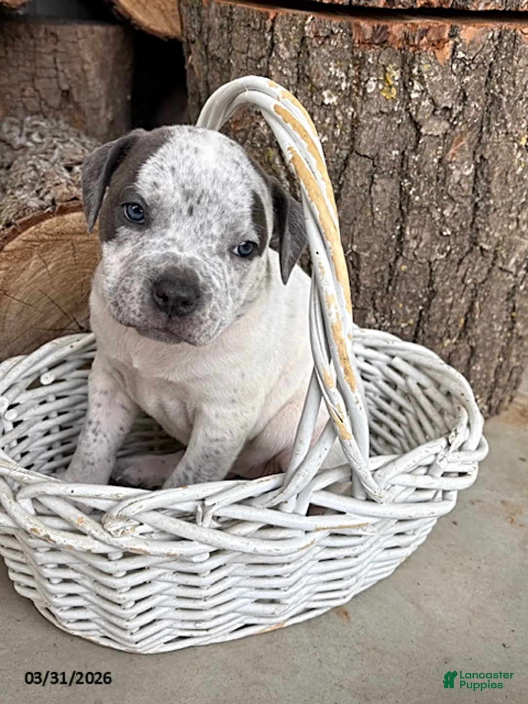 Mixed Breed dogs for sale: Stella - Ad 2