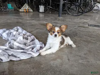 Papillon dogs Chase - Ad 37