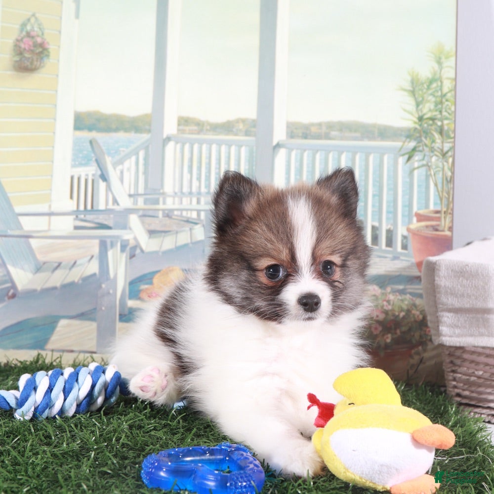 Pomeranian dogs Crockett-Bold Little Pomeranian - Ad 1