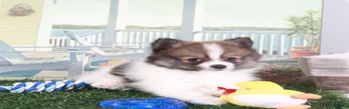 Crockett-Bold Little Pomeranian