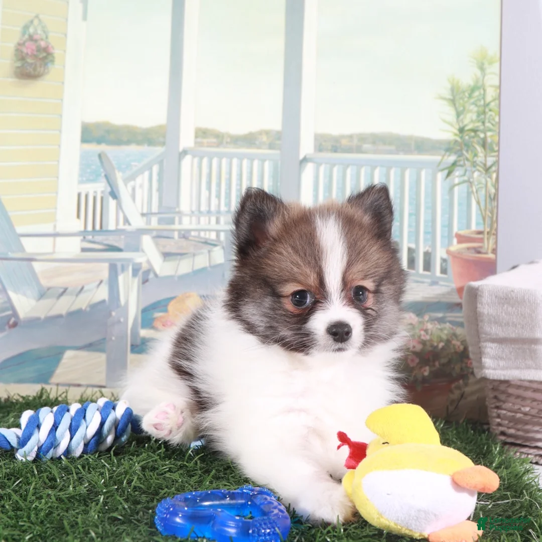 Pomeranian dogs for sale: Crockett-Bold Little Pomeranian - Ad 1