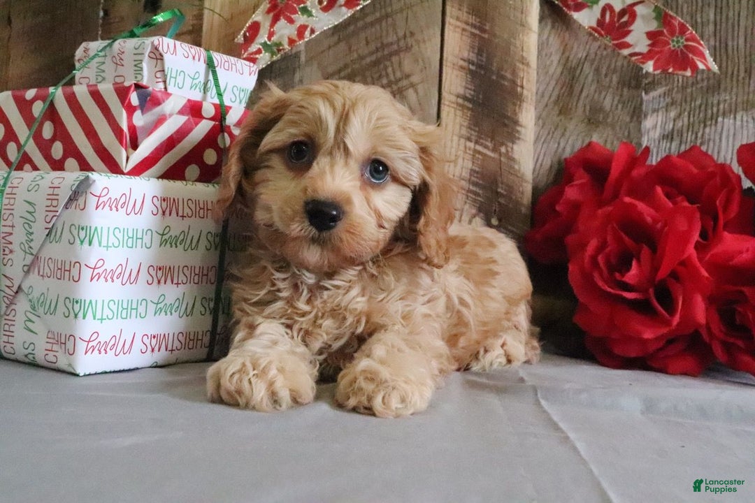 Cavapoo dogs for sale: Richard - Ad 3