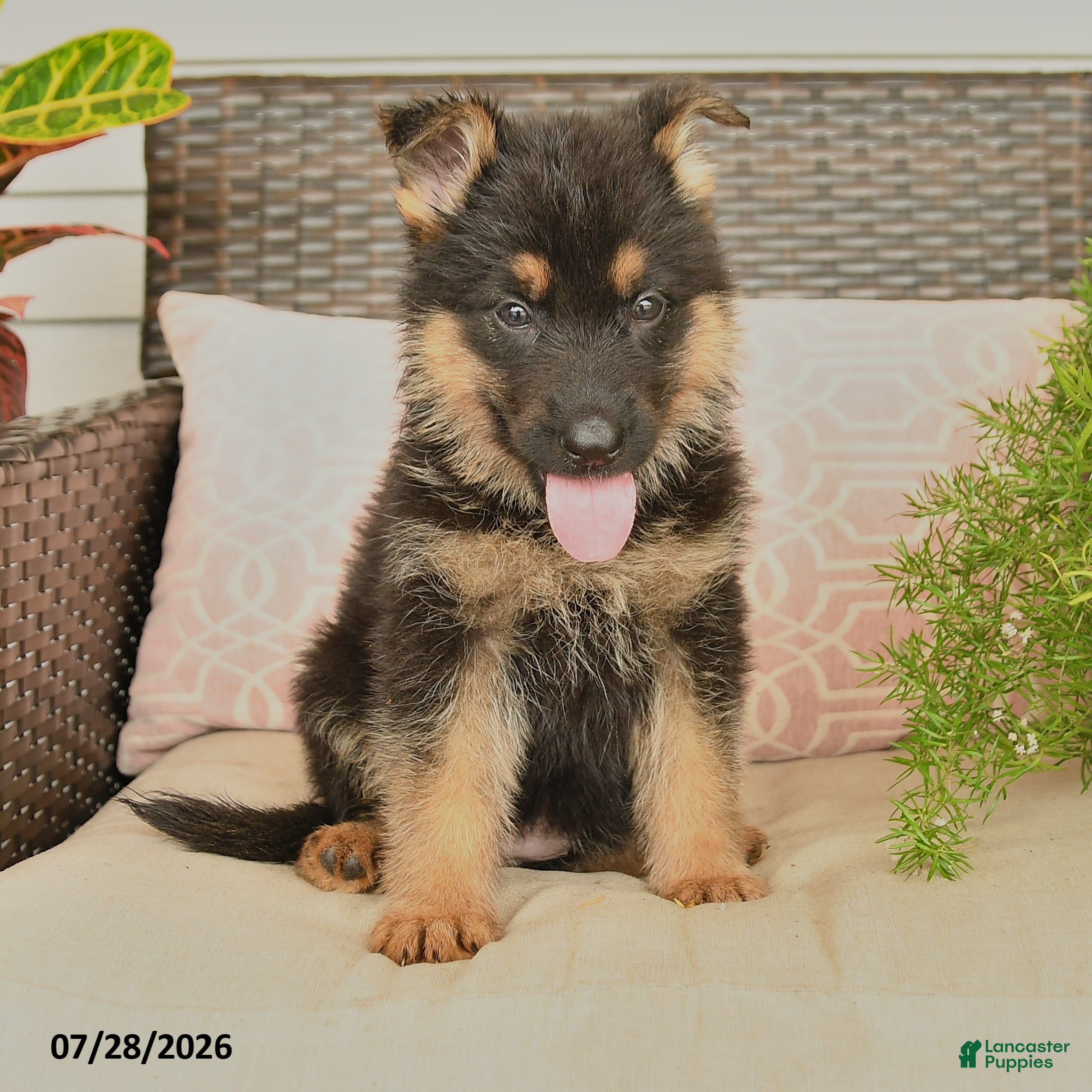 German Shepherd dogs Lacy  - Ad 2