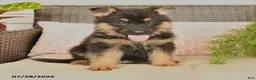 German Shepherd dogs for sale: Lacy  - Ad 2