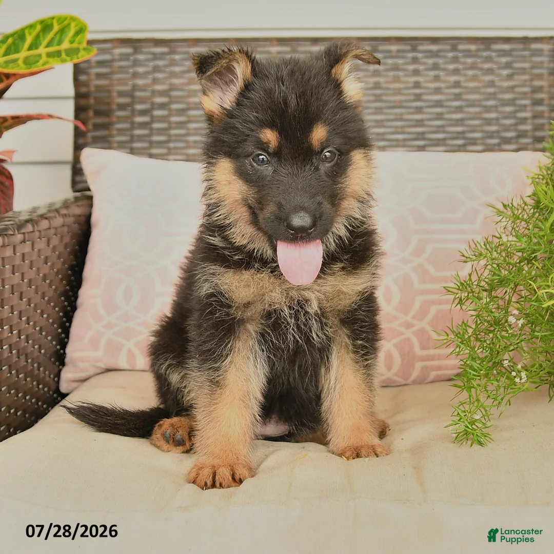 German Shepherd dogs for sale: Lacy  - Ad 2