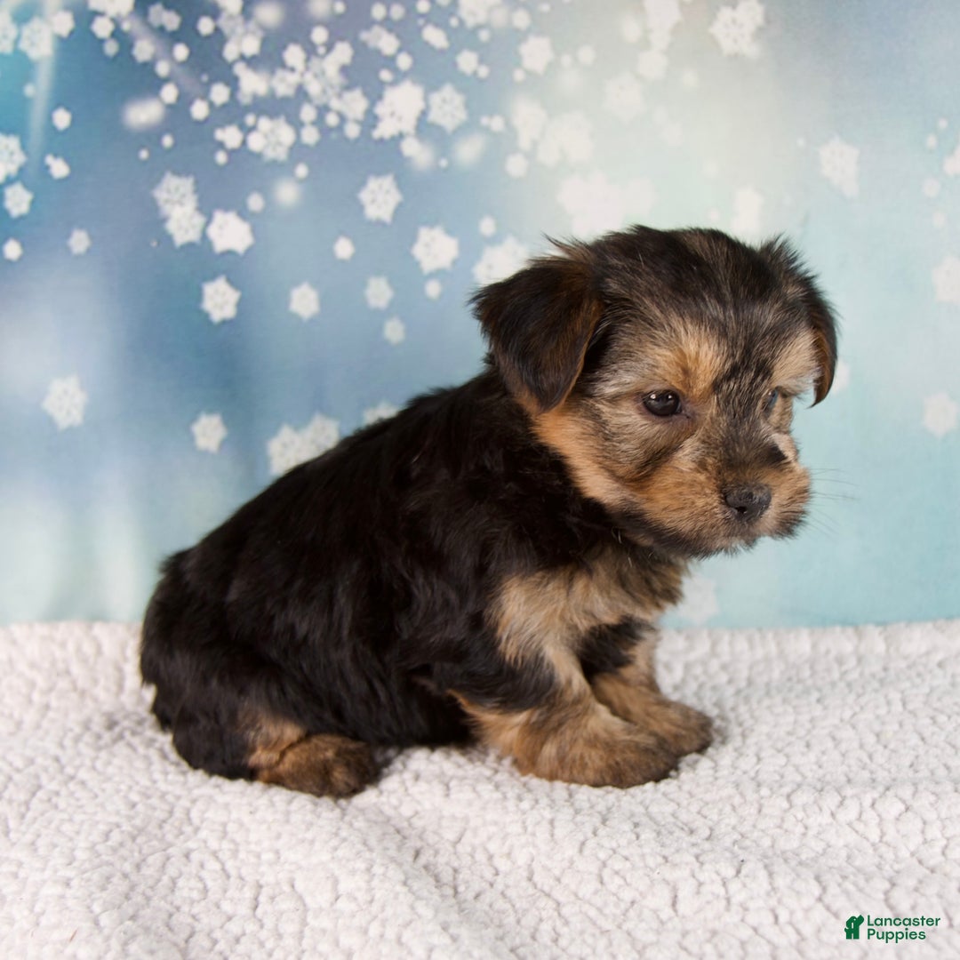 Morkie dogs for sale: Benji  - Ad 4
