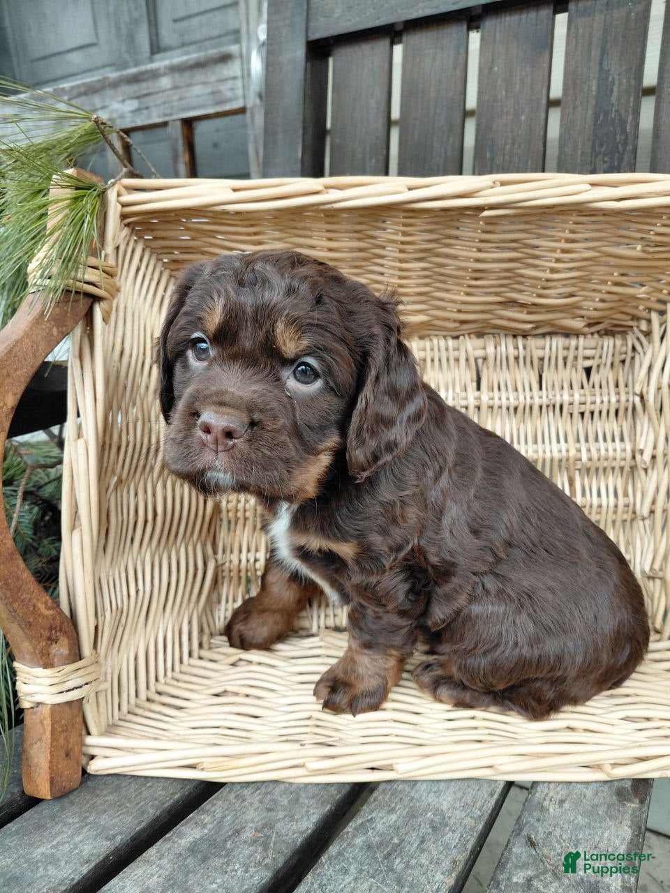 Mixed Breed dogs Toby - Ad 1