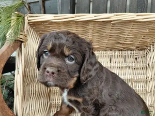 Mixed Breed dogs for sale: Toby - Ad 4